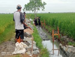 Dugaan Potongan 30% dan Pelanggaran K3 Warnai Proyek P3-TGAI di Desa Sumbersari