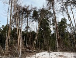 Warga Galinggang Bantah Isu Sengketa Lahan Tambang Emas Tradisional di Bengkoi